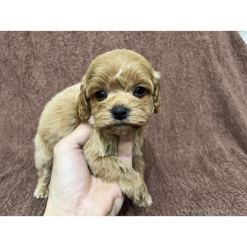 販売中の茨城県のコッカプー:アメリカンコッカースパニエル×トイプードル-445591の10枚目