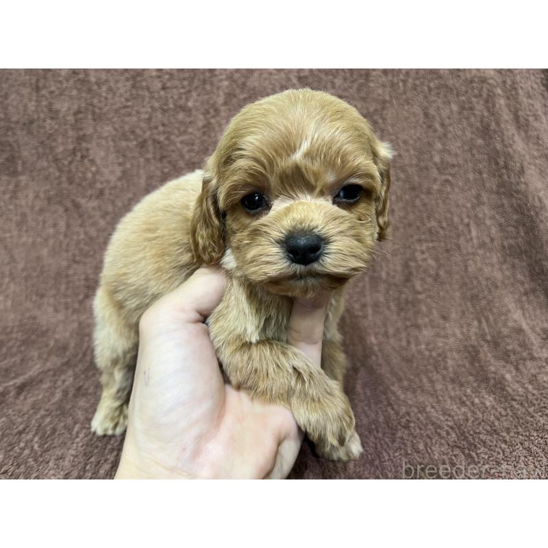 販売中の茨城県のコッカプー:アメリカンコッカースパニエル×トイプードル-445591の9枚目