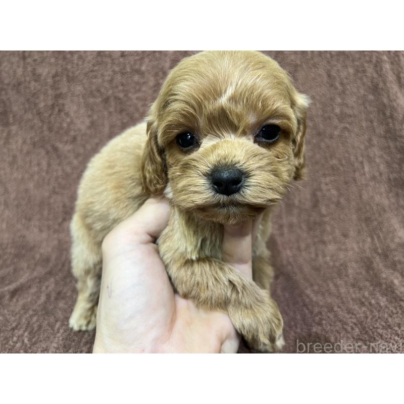 販売中の茨城県のコッカプー:アメリカンコッカースパニエル×トイプードル-445591の8枚目