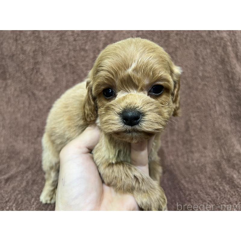 販売中の茨城県のコッカプー:アメリカンコッカースパニエル×トイプードル-445591の7枚目