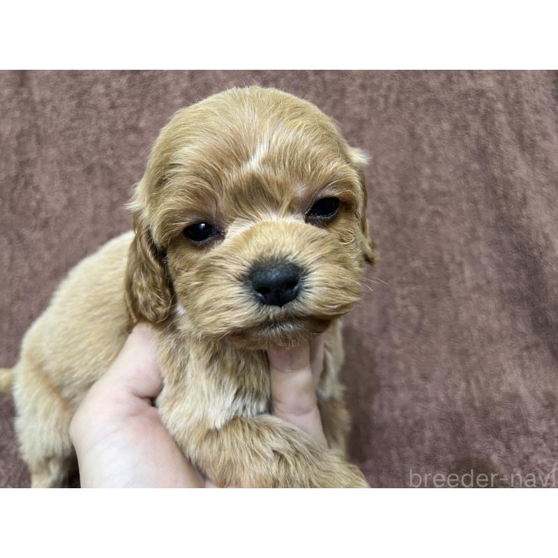 販売中の茨城県のコッカプー:アメリカンコッカースパニエル×トイプードル-445591の6枚目