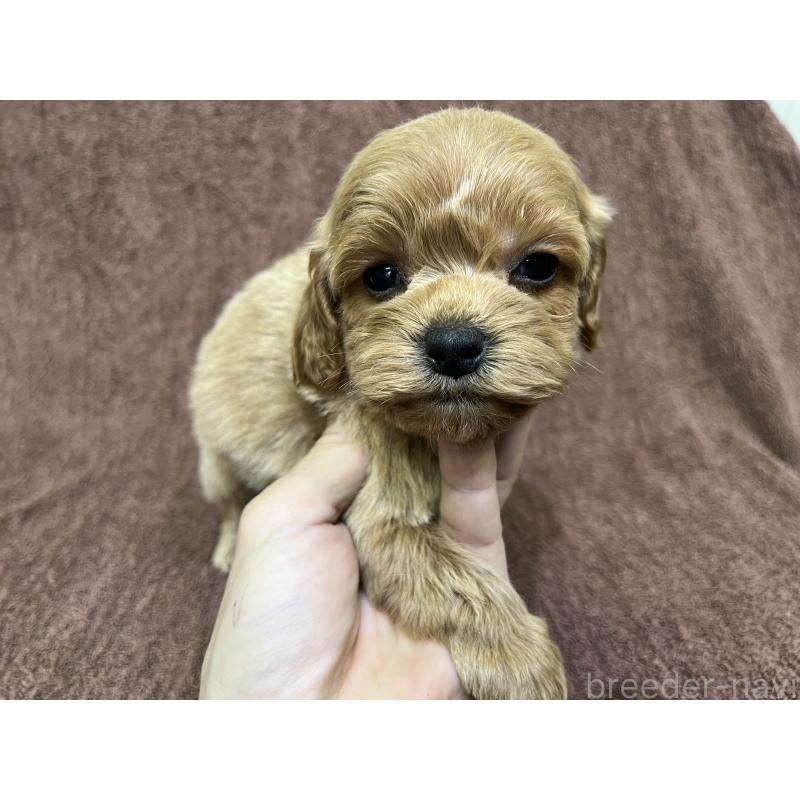 販売中の茨城県のコッカプー:アメリカンコッカースパニエル×トイプードル-445591の5枚目