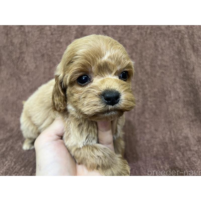 販売中の茨城県のコッカプー:アメリカンコッカースパニエル×トイプードル-445591の4枚目