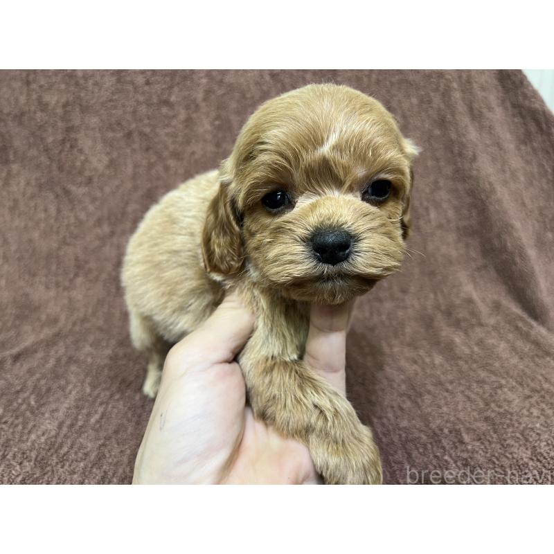 販売中の茨城県のコッカプー:アメリカンコッカースパニエル×トイプードル-445591の2枚目