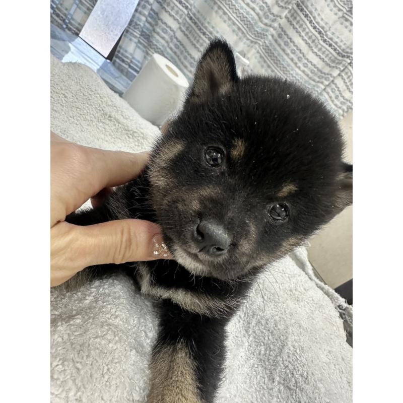 販売中の千葉県の豆柴-445590の1枚目