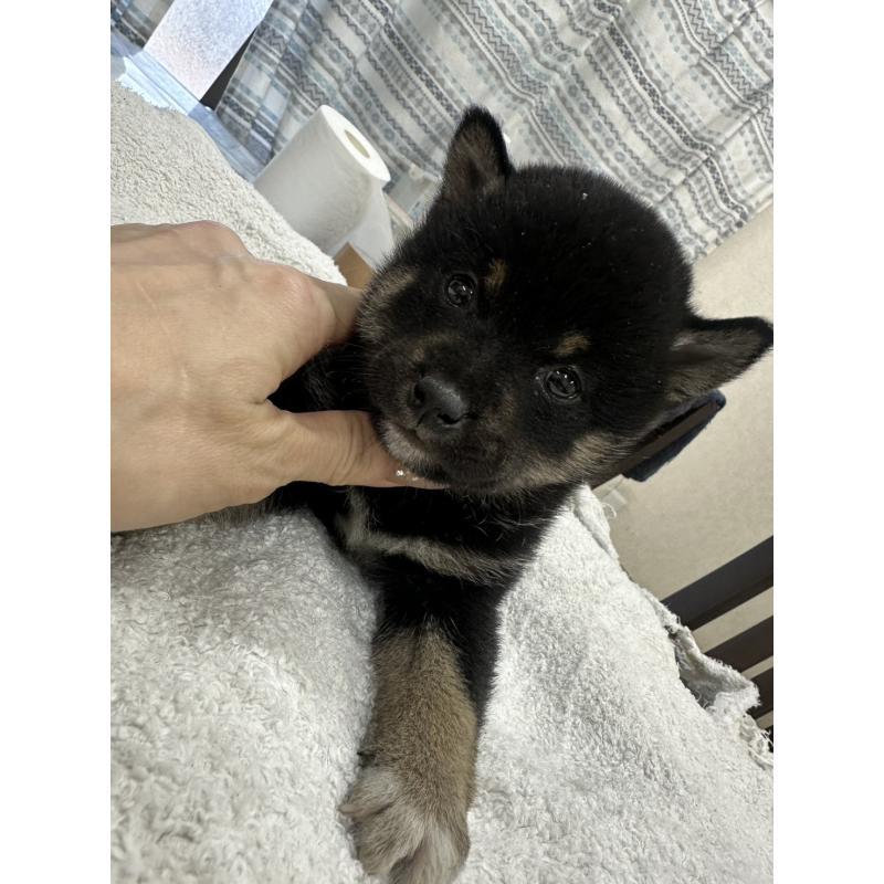 販売中の千葉県の豆柴-445590の4枚目