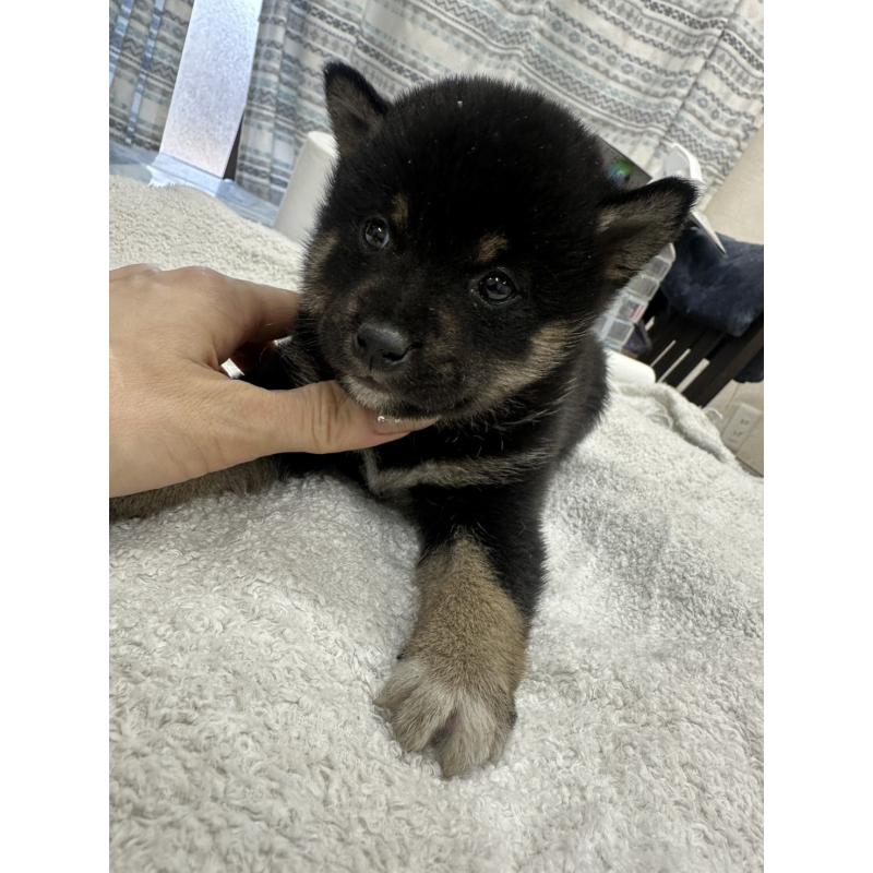 販売中の千葉県の豆柴-445590の5枚目