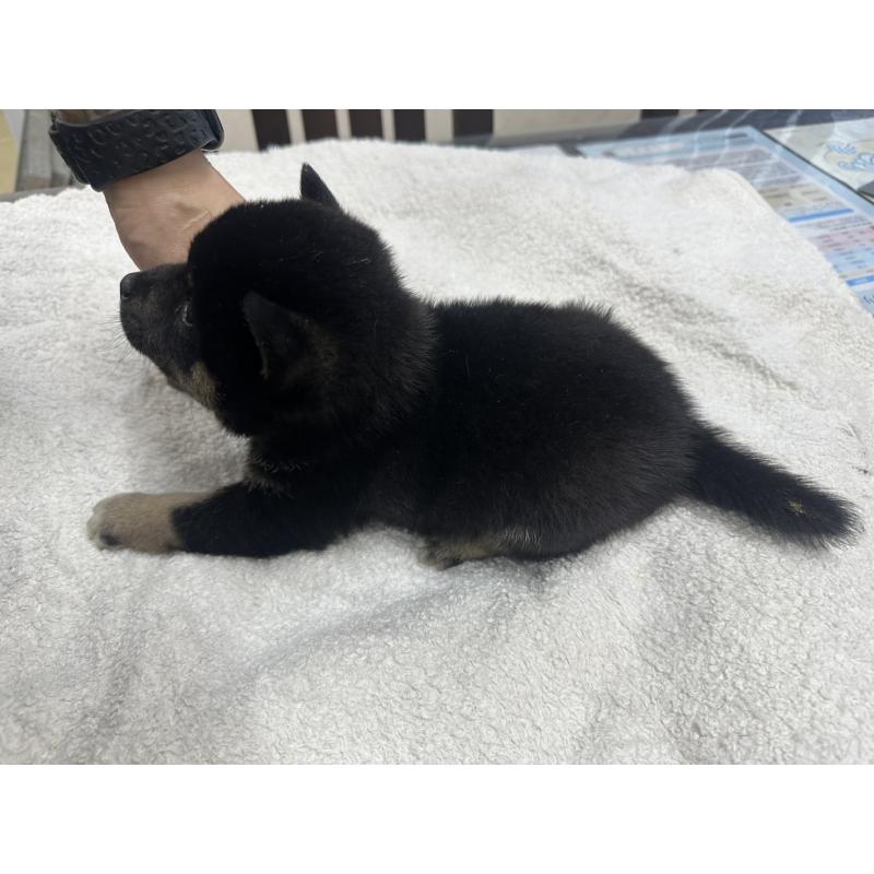 販売中の千葉県の豆柴-445590の2枚目