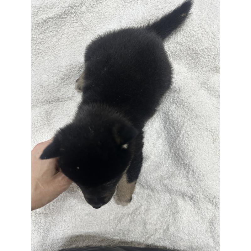 販売中の千葉県の豆柴-445590の3枚目