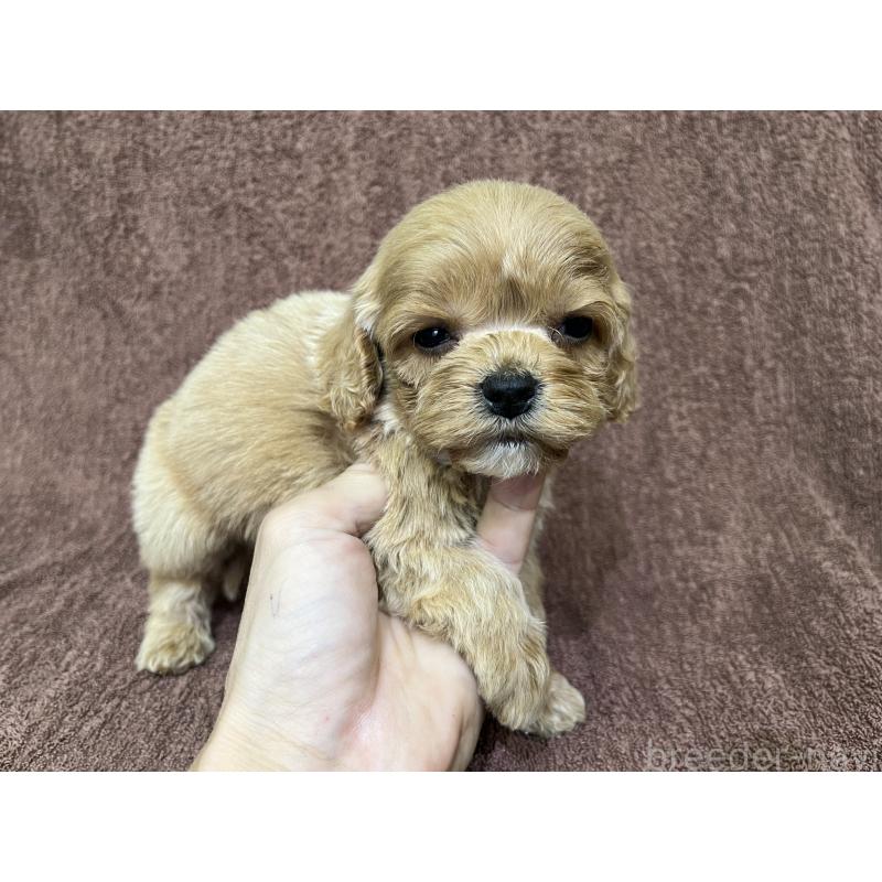 販売中の茨城県のコッカプー:アメリカンコッカースパニエル×トイプードル-445593の14枚目