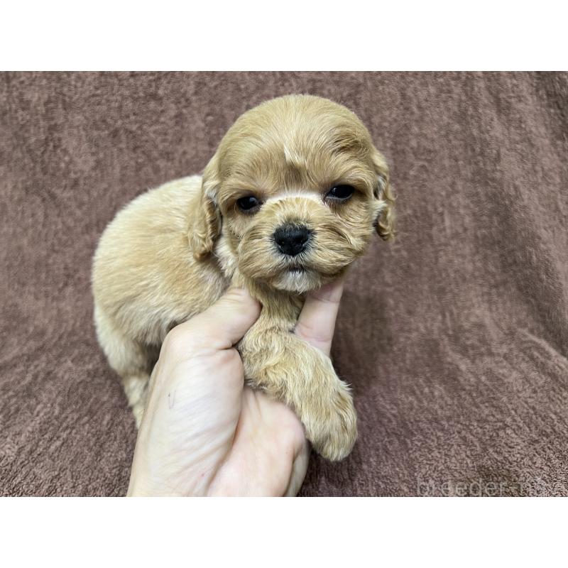 販売中の茨城県のコッカプー:アメリカンコッカースパニエル×トイプードル-445593の13枚目