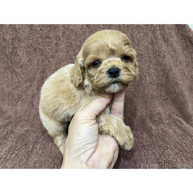 販売中の茨城県のコッカプー:アメリカンコッカースパニエル×トイプードル-445593の12枚目