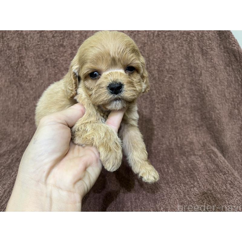 販売中の茨城県のコッカプー:アメリカンコッカースパニエル×トイプードル-445593の11枚目