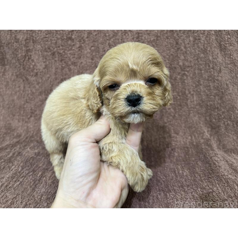 販売中の茨城県のコッカプー:アメリカンコッカースパニエル×トイプードル-445593の10枚目