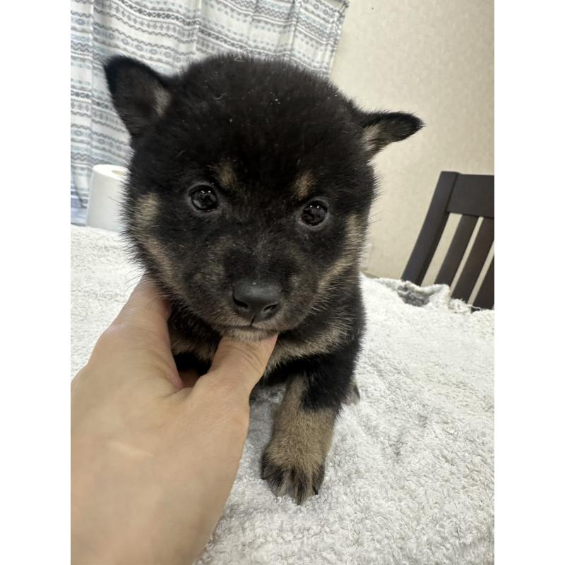 販売中の千葉県の豆柴-445592の5枚目