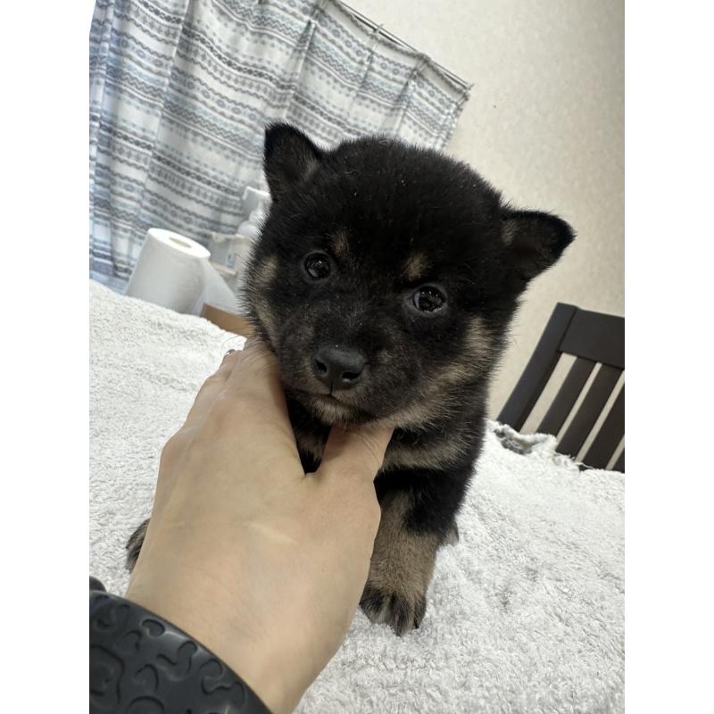 販売中の千葉県の豆柴-445592の4枚目