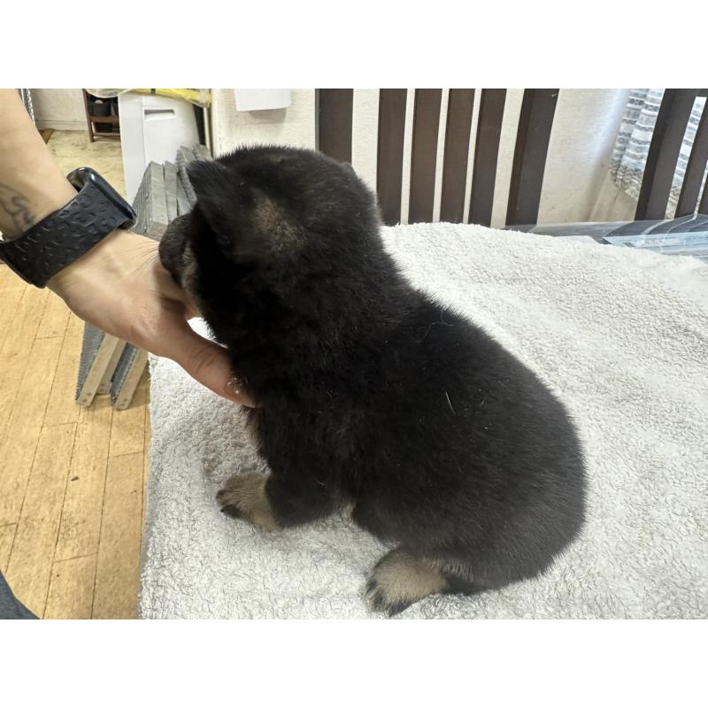 販売中の千葉県の豆柴-445592の3枚目