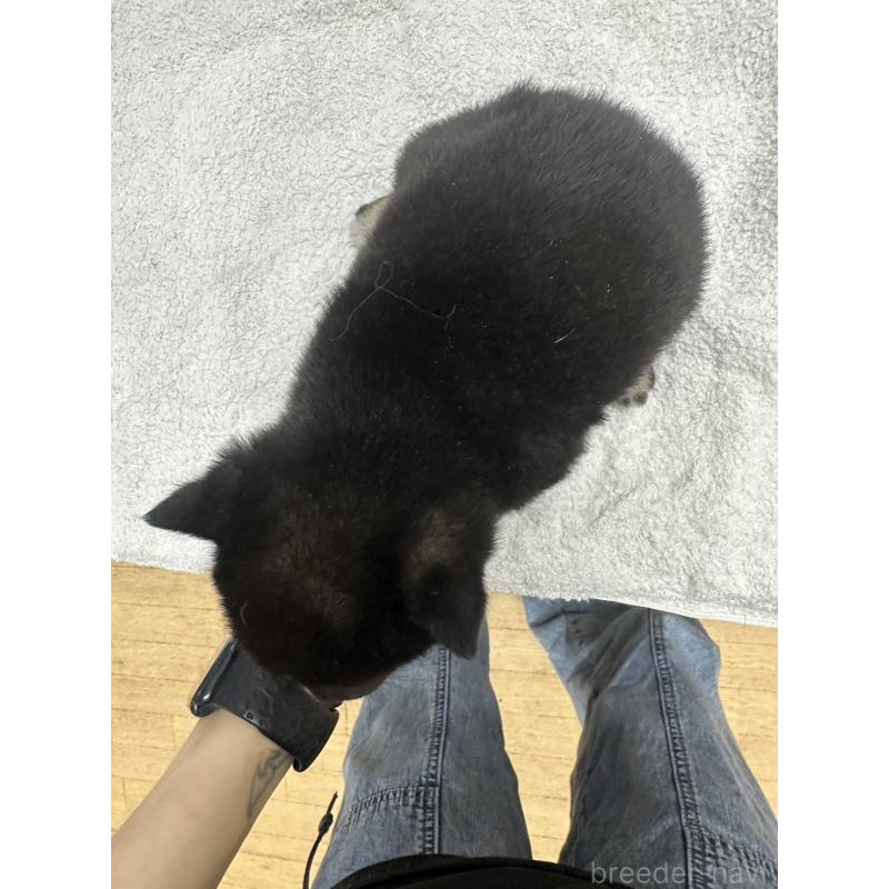 販売中の千葉県の豆柴-445592の2枚目