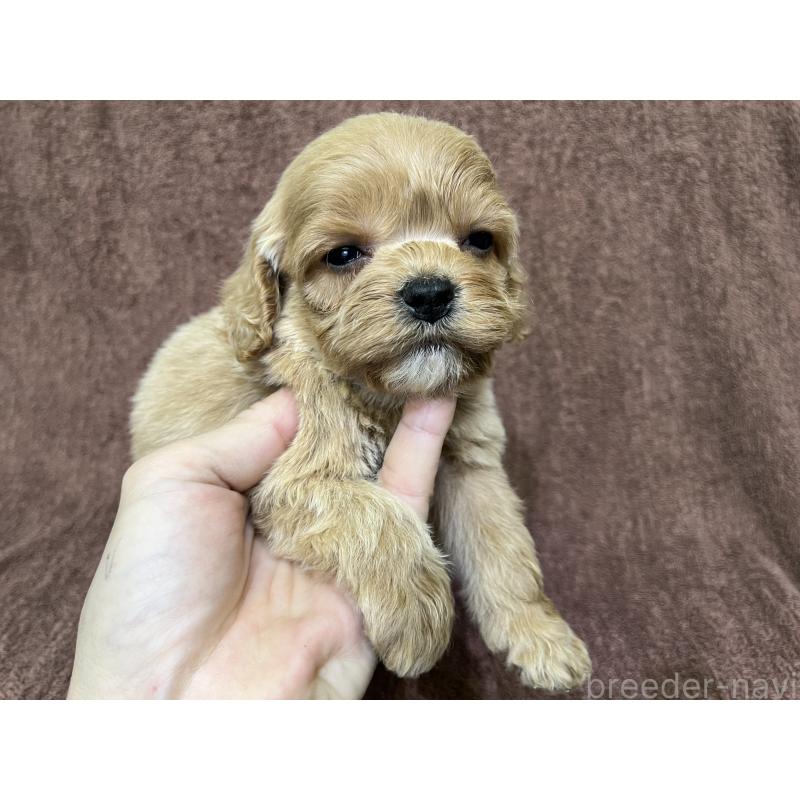 販売中の茨城県のコッカプー:アメリカンコッカースパニエル×トイプードル-445593の8枚目