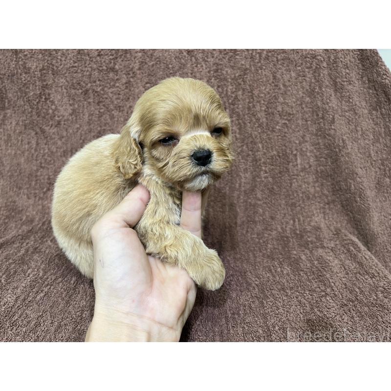 販売中の茨城県のコッカプー:アメリカンコッカースパニエル×トイプードル-445593の7枚目