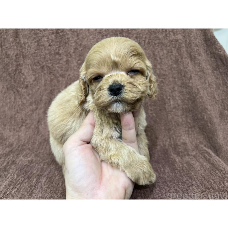 販売中の茨城県のコッカプー:アメリカンコッカースパニエル×トイプードル-445593の6枚目