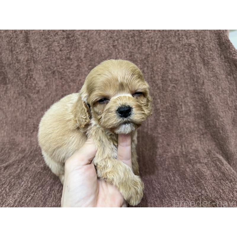 販売中の茨城県のコッカプー:アメリカンコッカースパニエル×トイプードル-445593の5枚目