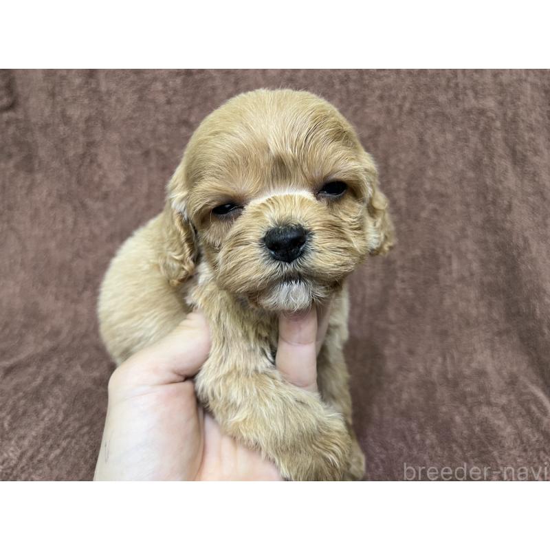 販売中の茨城県のコッカプー:アメリカンコッカースパニエル×トイプードル-445593の4枚目