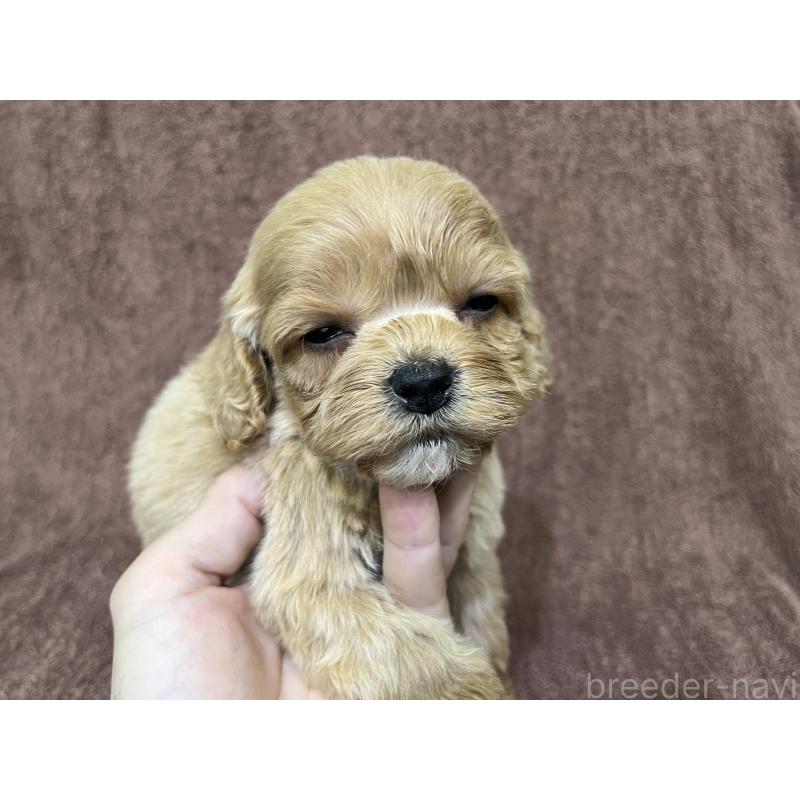 販売中の茨城県のコッカプー:アメリカンコッカースパニエル×トイプードル-445593の3枚目