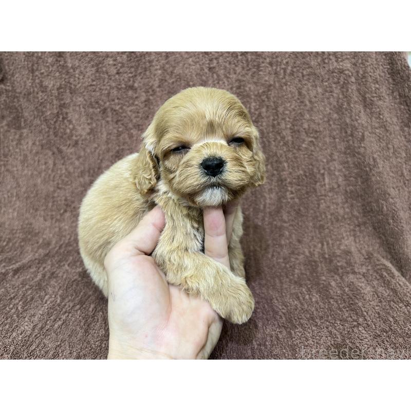 販売中の茨城県のコッカプー:アメリカンコッカースパニエル×トイプードル-445593の2枚目