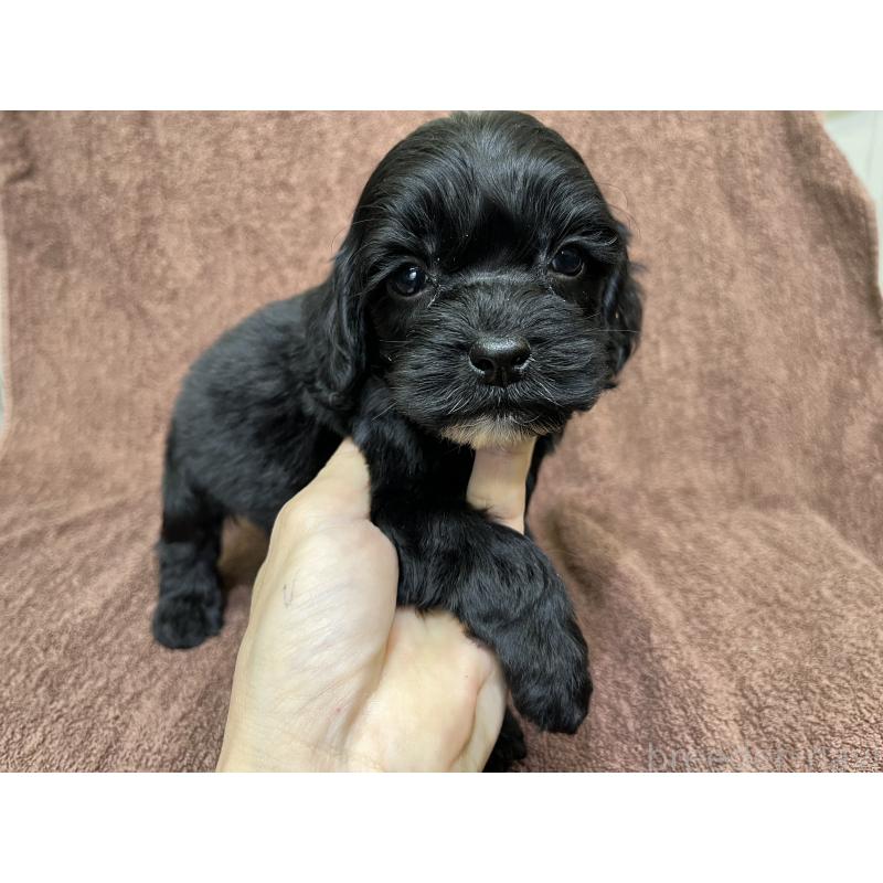 販売中の茨城県のコッカプー:アメリカンコッカースパニエル×トイプードル-445594の15枚目