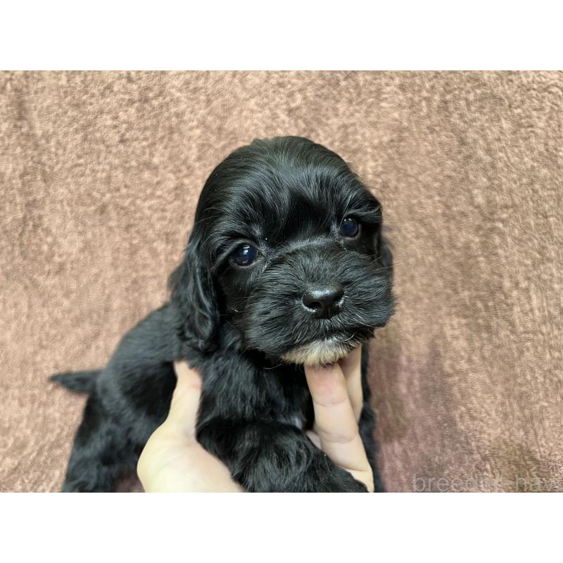 販売中の茨城県のコッカプー:アメリカンコッカースパニエル×トイプードル-445594の11枚目