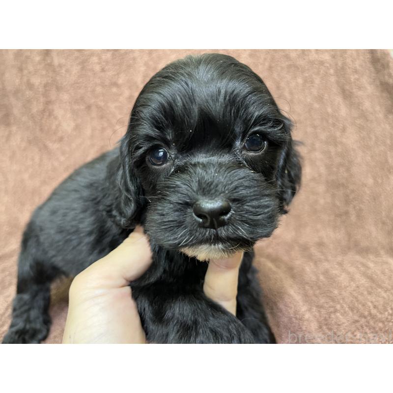 販売中の茨城県のコッカプー:アメリカンコッカースパニエル×トイプードル-445594の9枚目