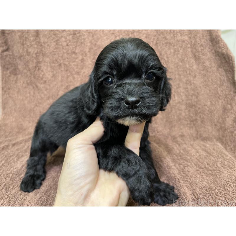 販売中の茨城県のコッカプー:アメリカンコッカースパニエル×トイプードル-445594の7枚目