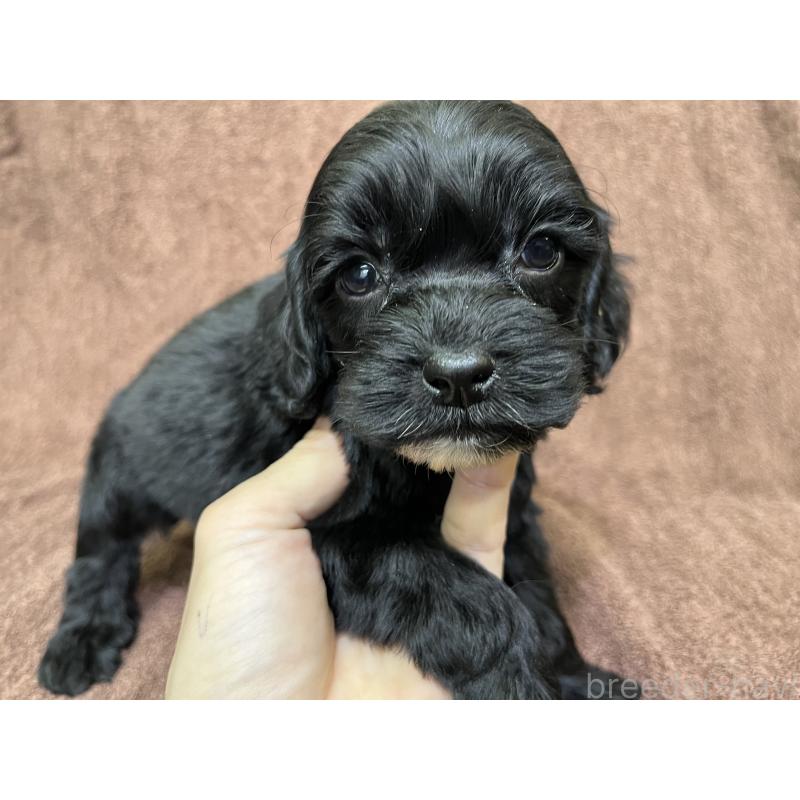 販売中の茨城県のコッカプー:アメリカンコッカースパニエル×トイプードル-445594の6枚目