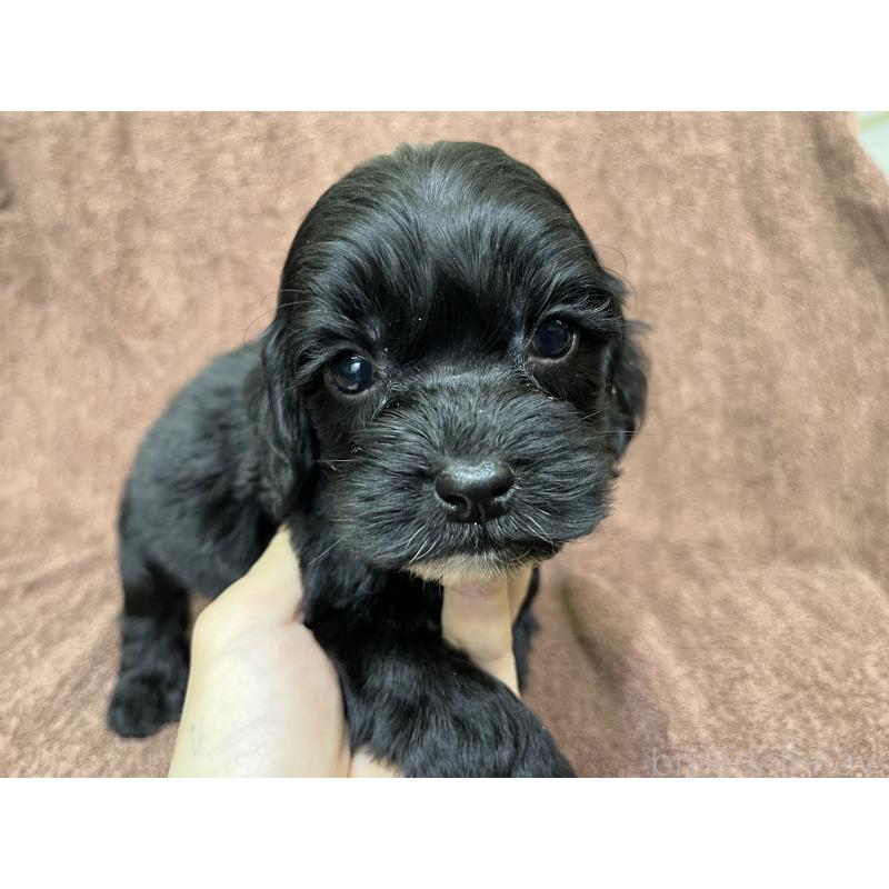 販売中の茨城県のコッカプー:アメリカンコッカースパニエル×トイプードル-445594の5枚目