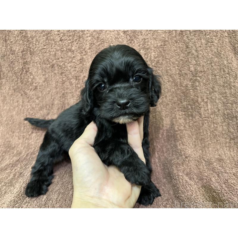 販売中の茨城県のコッカプー:アメリカンコッカースパニエル×トイプードル-445594の4枚目