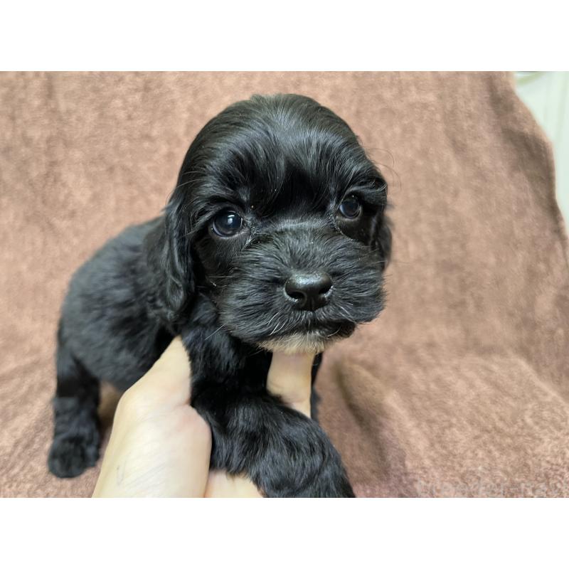 販売中の茨城県のコッカプー:アメリカンコッカースパニエル×トイプードル-445594の3枚目