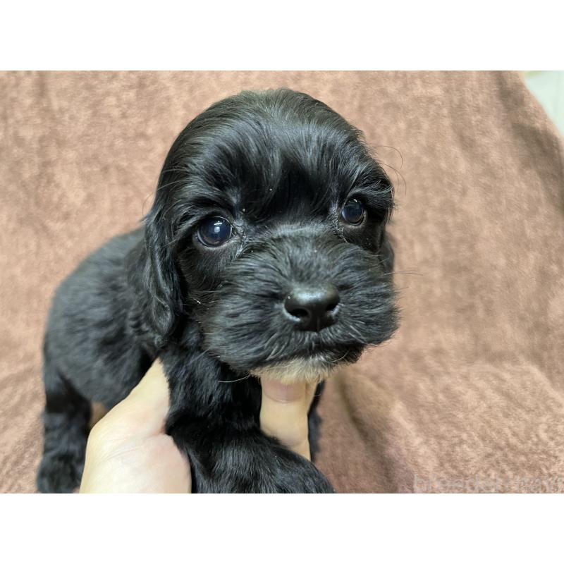 販売中の茨城県のコッカプー:アメリカンコッカースパニエル×トイプードル-445594の2枚目