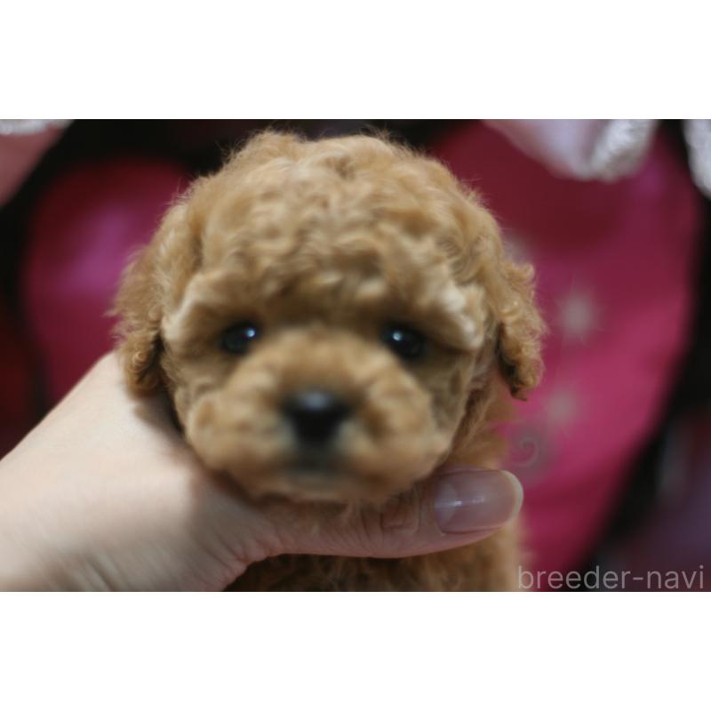 販売中の愛知県のタイニープードル-445595の11枚目