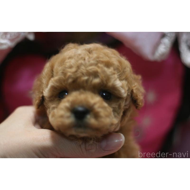 販売中の愛知県のタイニープードル-445595の9枚目