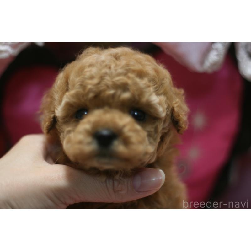 販売中の愛知県のタイニープードル-445595の8枚目