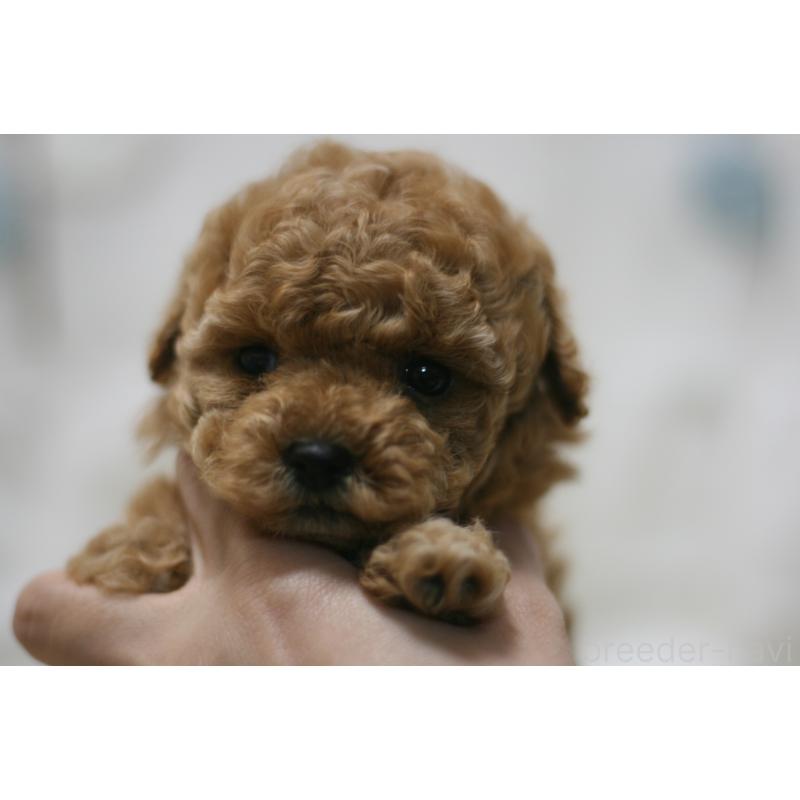 販売中の愛知県のタイニープードル-445595の7枚目