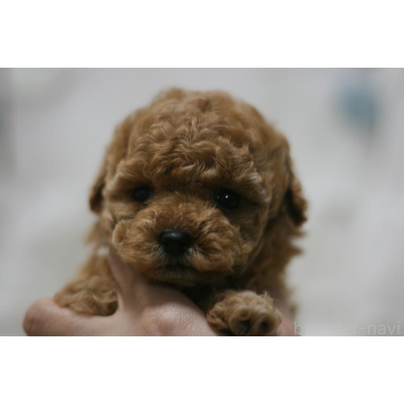 販売中の愛知県のタイニープードル-445595の6枚目