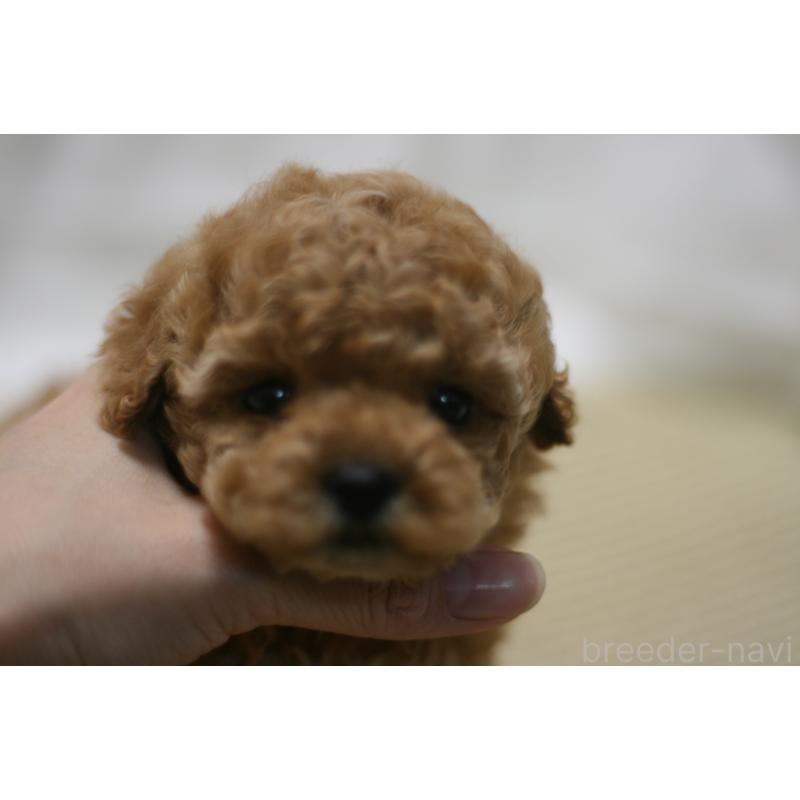 販売中の愛知県のタイニープードル-445595の5枚目