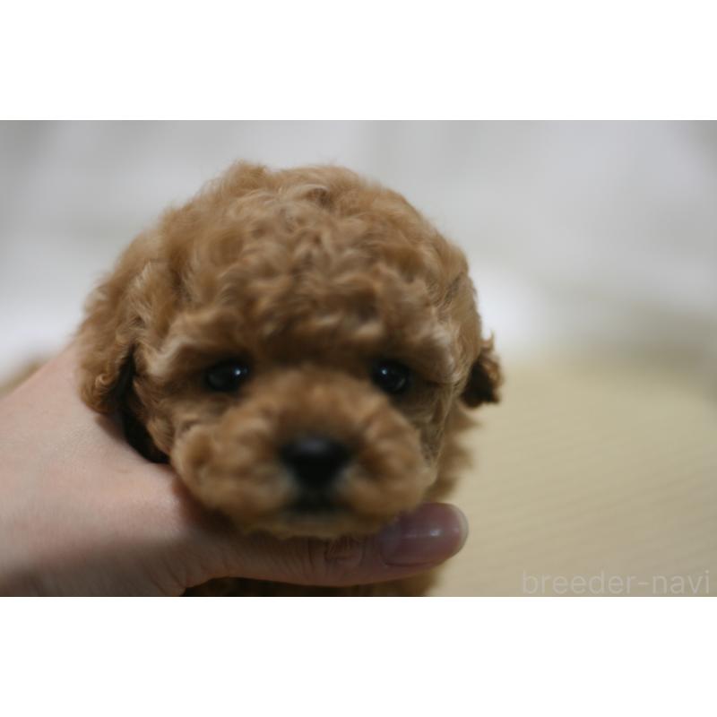 販売中の愛知県のタイニープードル-445595