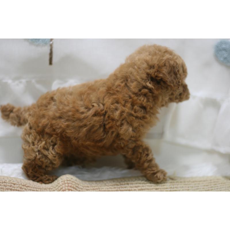 販売中の愛知県のタイニープードル-445595の4枚目