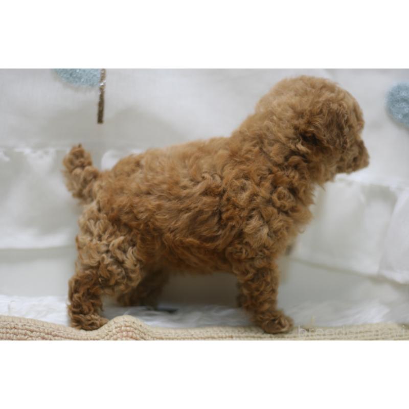 販売中の愛知県のタイニープードル-445595の3枚目