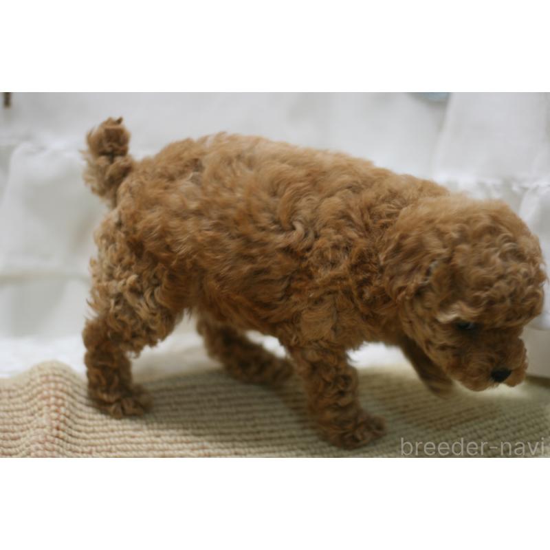 販売中の愛知県のタイニープードル-445595の2枚目