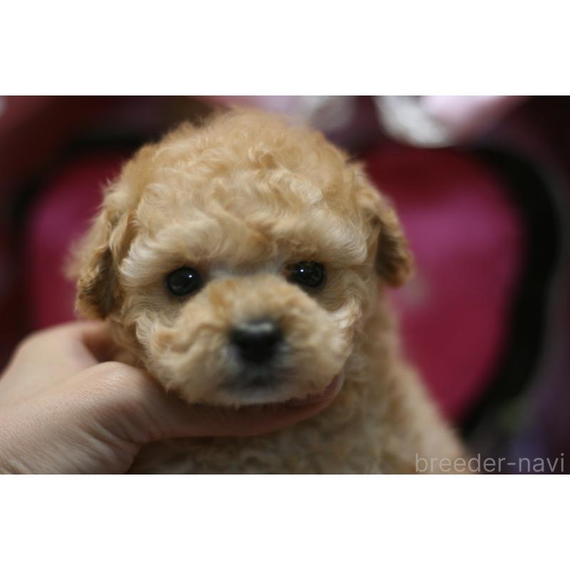 販売中の愛知県のタイニープードル-445596の14枚目