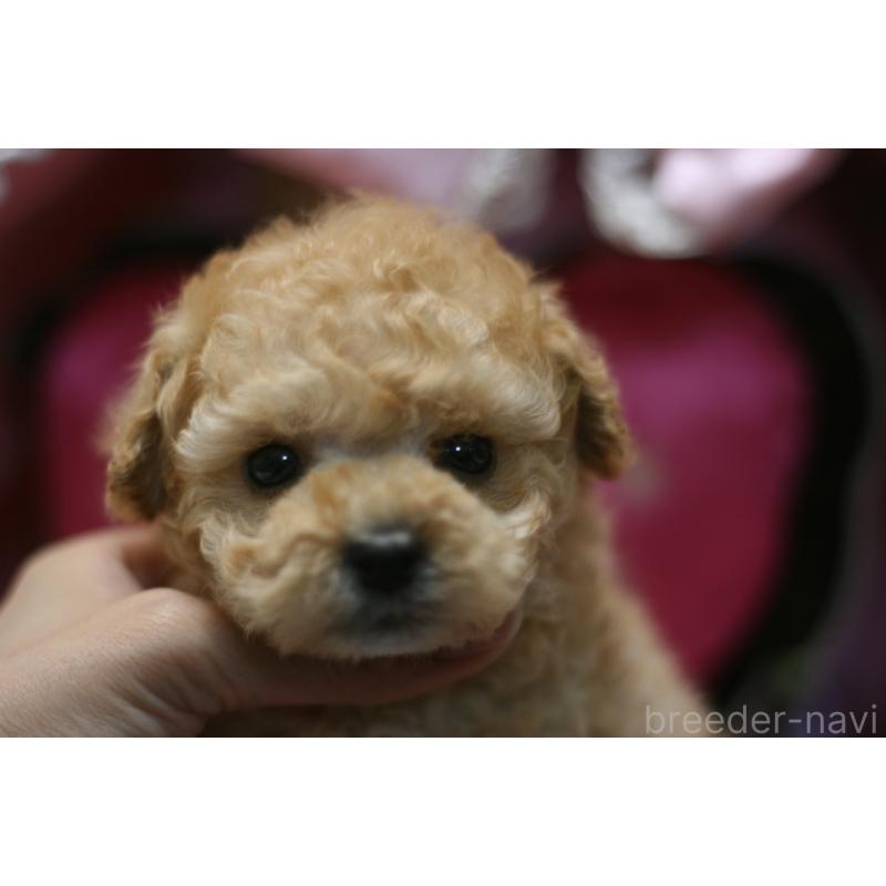 販売中の愛知県のタイニープードル-445596の13枚目
